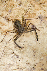 Tailless Whip Scorpion (Damon variegatus) in a cave, coastal Kenya.