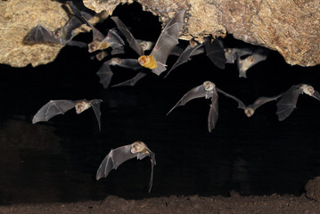 African trident bats (Triaenops afer) emerging from a cave at night, coastal Kenya