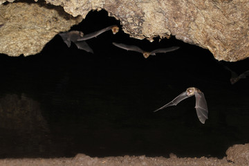 African trident bats (Triaenops afer) emerging from a cave at night, coastal Kenya