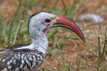 Red-billed Hornbill (Tockus erythrorhynchus) in savanna of Tsavo East National park, Kenya