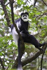 Mantled guereza (Colobus guereza) siting in a tree, Kakamega Forest, Kenya