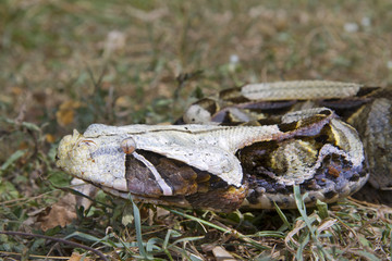 Gaboon viper (Bitis gabonica) in Kakamega forest, Kenya