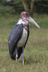 Marabou stork (Leptoptilos crumenifer) at the roadside of central Kenya