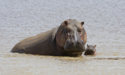 Female and baby common hippopotamus (Hippopotamus amphibius) in a lake, Tsavo East National Park,...