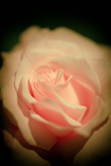 rose,fleur