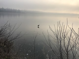 Frozen lake and bird