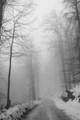 Photography of the wild woods in fog at winter