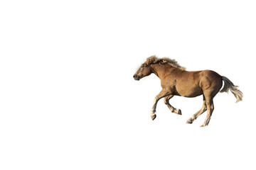 Isolated brown horse galloping. White background