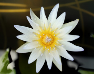 Nenufar