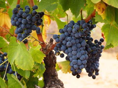 Ramo de uvas