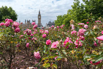 Many pink roses with Big Ben and Elizabeth Tower in background