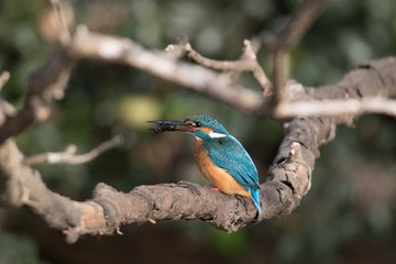 餌をゲットしたカワセミ