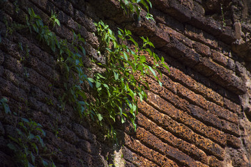 The creepers follow in the grass, in the background, brick bricks under the wall of the house.Modern and modern background