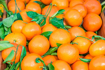 Viele gesunde Orangen mit Blättern