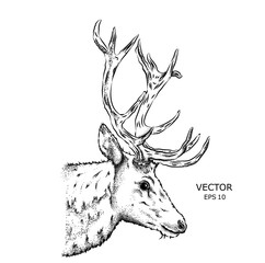Portrait of a deer. Can be used for printing on T-shirts, flyers and stuff. Vector illustration