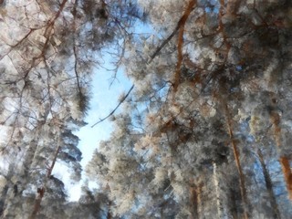 Winter landscape, frosty day. The fluffy paws of the majestic pines are covered with white sparkling snow. Through the gaps between the branches one can see the blue sky brightly.