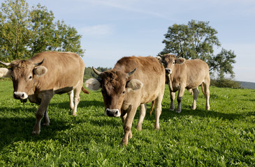Naklejka na ściany i meble Kühe mit Hörnern auf der Wiese