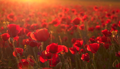 Fototapeta na wymiar beautiful blooming poppies in the summer sunset light