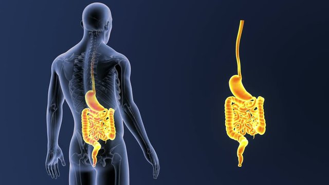 Stomach and Intestine zoom with Skeleton