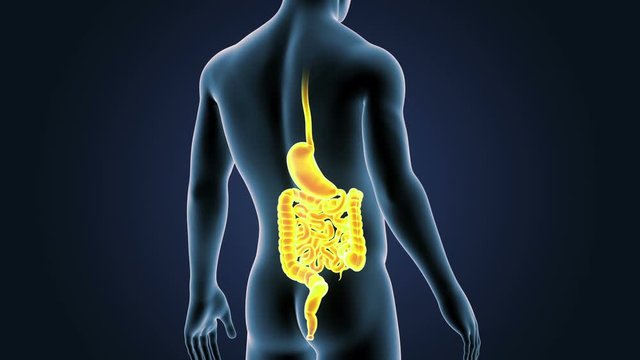 Stomach and Intestine with Body Closeup
