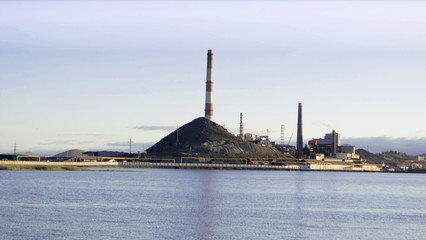 Fototapeta premium Plant on the shore of the lake
