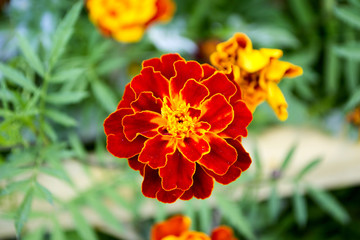 French Marigold's golden flower (Tagetes patula). Macro