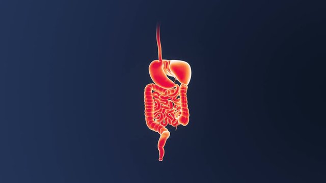 Digestive System