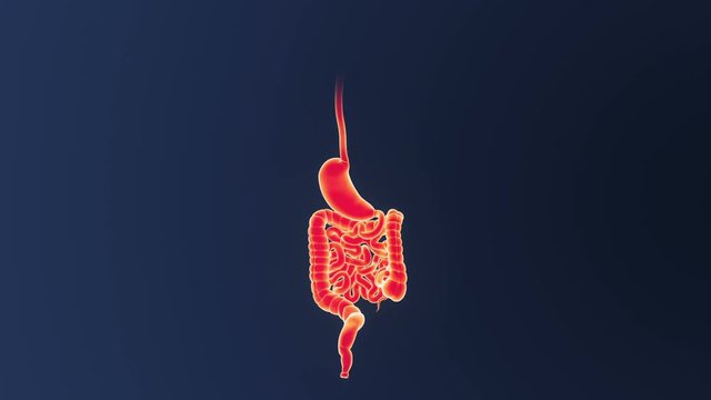 Stomach and Intestine