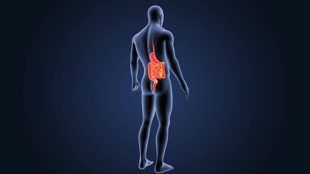 Stomach and Intestine with Body