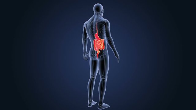 Stomach and Intestine with Skeleton