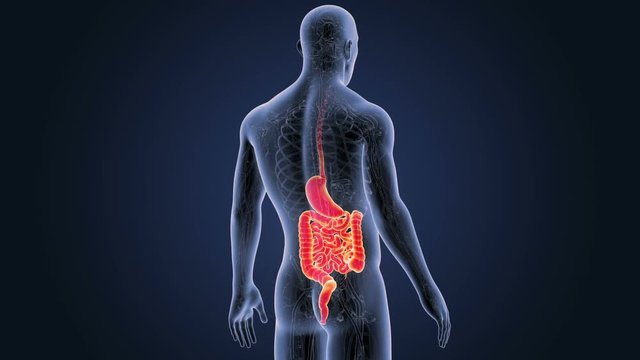 Stomach and Intestine 