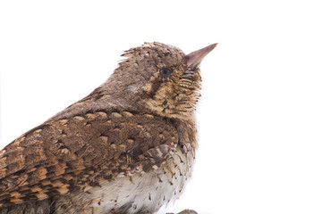 Portrait Eurasian wryneck (Jynx torquilla)