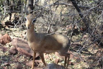 Afrikanische Zwergantilope