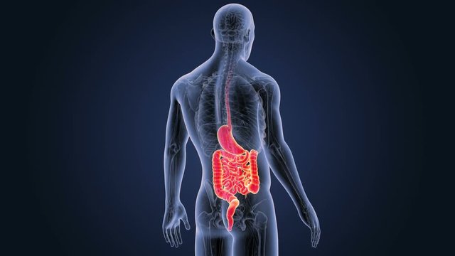 Stomach and Intestine with Anaatomy