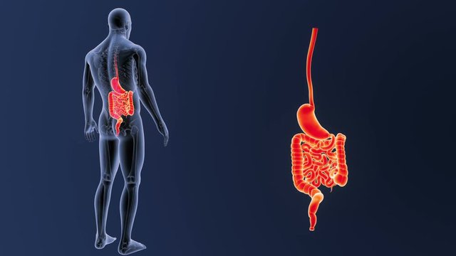 Stomach and Intestine zoom with Skeleton