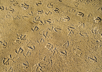 浜　海鳥　足跡　素材