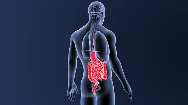 Stomach and Intestine zoom