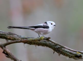 Long-tailed tit pose for me on a thin branch and a quiet blurred background