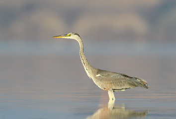 The gray heron stands in the water in the rays of the early sun on a soft fuzzy background