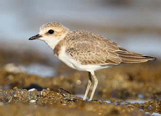 A young kentish plover shot incredibly close-up.
