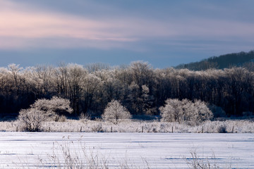 厳寒の朝 北海道の樹氷