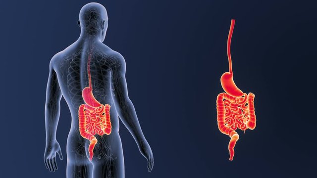 Stomach and Intestine zoom with Anatomy