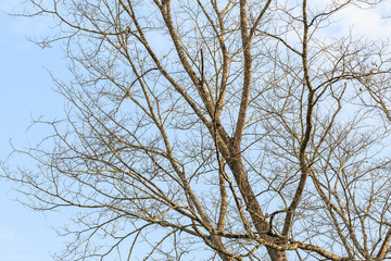 Fall tree is dying, sky and clound background beautiful scene in nature.