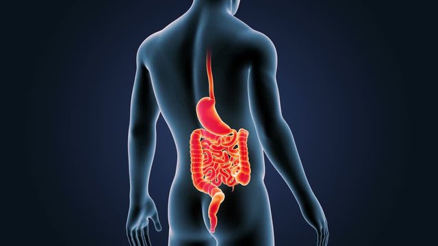 Stomach and Intestine with Body Closeup