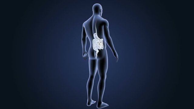 Stomach and Intestine with Body