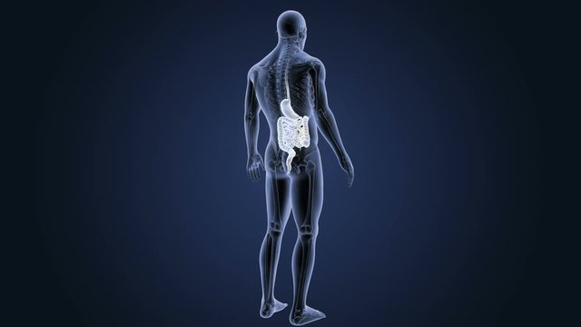 Stomach and Intestine with Skeleton