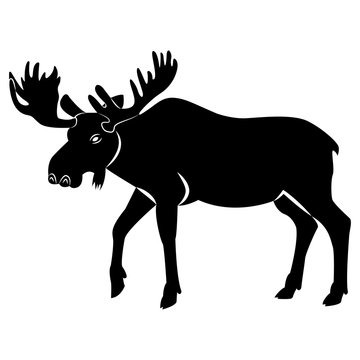 Vector, flat image of a moose on an isolated white background