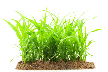 green grass growing out of the ground, isolated on white background.