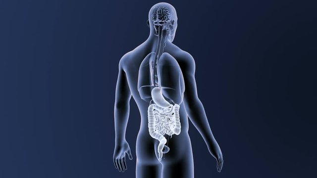 Stomach and Intestine with Organs