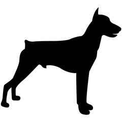Vector image of dog silhouette of Doberman breed on white background